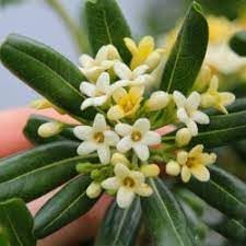 Pittosporum Tobira Flower seeds for Planting Cut Flower Favorite, Heirloom & GMO Free Seeds for Home Garden seeds for planting