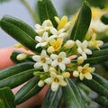 Pittosporum Tobira Flower seeds for Planting Cut Flower Favorite, Heirloom & GMO Free Seeds for Home Garden seeds for planting