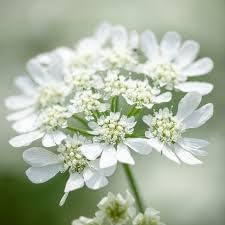High quality Orlaya Flower seeds for Planting Seasonal Bloomer, Heirloom & GMO Free Seeds for Home Garden seeds pack