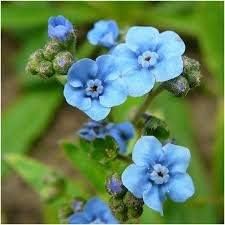 Blue Cynoglossum Flower seeds for Planting Vibrant Colors, Heirloom & GMO Free Seeds for Home Garden seeds for planting