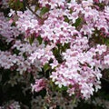 BeautyBush Flower seeds for Planting Colorful Display, Heirloom & GMO Free Seeds for Home Garden seeds for planting