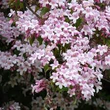 BeautyBush Flower seeds for Planting Colorful Display, Heirloom & GMO Free Seeds for Home Garden seeds for planting