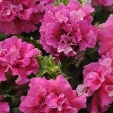 Pink Double Petunia Flower seeds for Planting - Easy to Grow, Heirloom & GMO Free Seeds for Home Garden
 
 Sale seeds for home garden