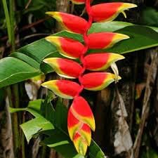 Heliconia Flower seeds for Planting Cottage Garden Essential, Heirloom & GMO Free Seeds for Home Garden seeds for planting