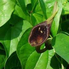 Aristolochia Debilis Seeds - Unique Vine Planting For Garden Enthusiasts Plant Seeds