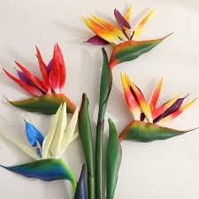 Mixed Strelitzia Flower seeds for Planting Drought Tolerant, Heirloom & GMO Free Seeds for Home Garden seeds for planting