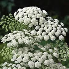 Zanahoria Silvestre Flower seeds for Planting Pollinator Friendly, Heirloom & GMO Free Seeds for Home Garden seeds for planting