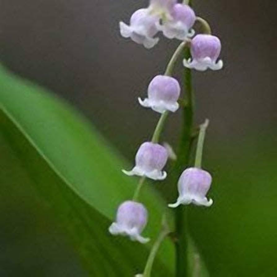 Premium White Purple Bell Orchid Flower seeds for Planting Drought Tolerant, Heirloom & GMO Free Seeds for Home Garden seeds