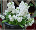 White Matthiola Incana Flower seeds for Planting Pollinator Friendly, Heirloom & GMO Free Seeds for Home Garden seeds for planting