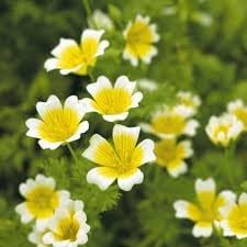 Limnanthes Flower seeds for Planting Long Bloom Season Heirloom & GMO Free Seeds for Home Garden 
 
 Sale for planting in home garden