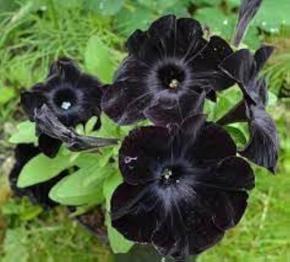 Black Cat Petunia Seeds Flower seeds for Planting Sun Loving, Heirloom & GMO Free Seeds for Home Garden vegetable and garden seeds