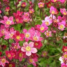 Saxifraga Moss Flower seeds for Planting Perfect for Borders, Heirloom & GMO Free Seeds for Home Garden seeds for planting