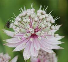 Heirloom Astrantia Flower seeds for Planting Cottage Garden Essential Heirloom & GMO Free Seeds for Home Garden 
 
 Sale for planting in home garden