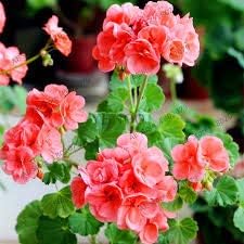 Pale Pink Pelargonium Hortorum Flower seeds for Planting Drought Tolerant, Heirloom & GMO Free Seeds for Home Garden seeds for planting