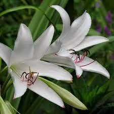 White Crinum Flower seeds for Planting Easy to Grow, Heirloom & GMO Free Seeds for Home Garden seeds for planting