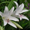 White Crinum Flower seeds for Planting Easy to Grow, Heirloom & GMO Free Seeds for Home Garden seeds for planting