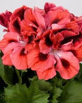 Red & Orange Geranium Flower seeds for Planting Shade Tolerant, Heirloom & GMO Free Seeds for Home Garden seeds for planting