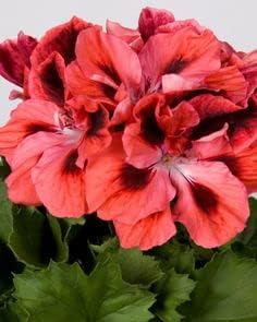 Red & Orange Geranium Flower seeds for Planting Shade Tolerant, Heirloom & GMO Free Seeds for Home Garden seeds for planting