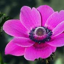 Anemone Flower seeds for Planting Vibrant Colors, Heirloom & GMO Free Seeds for Home Garden seeds for planting