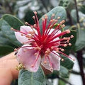 Feijoa Sellowiana Flower seeds for Planting Easy to Grow, Heirloom & GMO Free Seeds for Home Garden seeds for planting