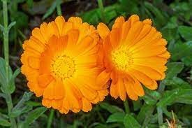 Calendula Officinalis Flower seeds for Planting Easy to Grow, Heirloom & GMO Free Seeds for Home Garden seeds for planting