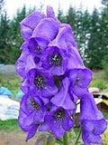 Eisenhut Flower seeds for Planting Low Maintenance, Heirloom & GMO Free Seeds for Home Garden seeds for planting