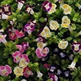 Mix Fournieri Flower seeds for Planting Hardy Variety, Heirloom & GMO Free Seeds for Home Garden vegetable and garden seeds