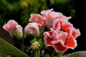 White Orange Gloxinia Flower seeds for Planting Cottage Garden Essential, Heirloom & GMO Free Seeds for Home Garden vegetable and garden seeds