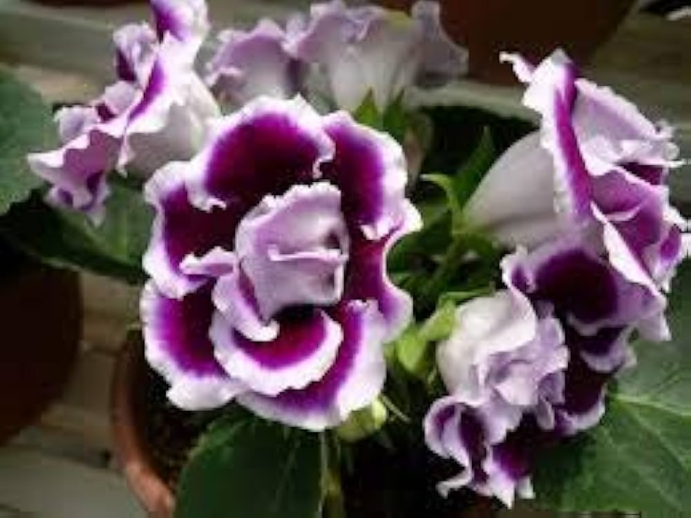 White Purple Gloxinia Flower seeds for Planting Long Bloom Season, Heirloom & GMO Free Seeds for Home Garden vegetable and garden seeds