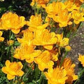 Trollius Flower seeds for Planting Premium Quality, Heirloom & GMO Free Seeds for Home Garden seeds for planting