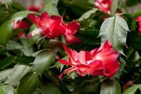 Premium Red Schlumbergera Flower seeds for Planting Long Bloom Season, Heirloom & GMO Free Seeds for Home Garden seeds