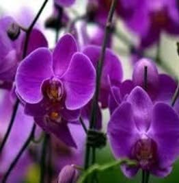 Violet Butterfly Orchid Flower seeds for Planting Colorful Display, Heirloom & GMO Free Seeds for Home Garden seeds for planting