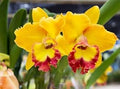 Yellow Red Cattleya Flower seeds for Planting Long Bloom Season, Heirloom & GMO Free Seeds for Home Garden seeds for planting
