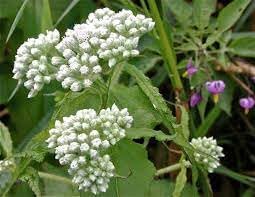 Heirloom Eupatorium Flower seeds for Planting Wildflower Mix Heirloom & GMO Free Seeds for Home Garden 
 
 Sale for planting in home garden