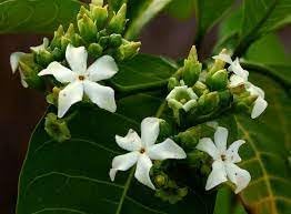 Voacanga Flower seeds for Planting Fragrant Blossoms, Heirloom & GMO Free Seeds for Home Garden seeds for planting