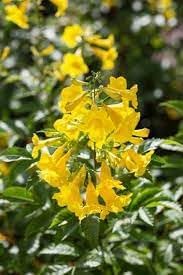 Esperanza Flower seeds for Planting Wildflower Mix Heirloom & GMO Free Seeds for Home Garden 
 
 Sale for planting in home garden