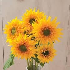 Heirloom Burst SunFlower seeds for Planting Drought Tolerant Heirloom & GMO Free Seeds for Home Garden 
 
 Sale for planting in home garden