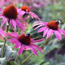 ConeFlower seeds for Planting Cut Flower Favorite, Heirloom & GMO Free Seeds for Home Garden seeds for planting