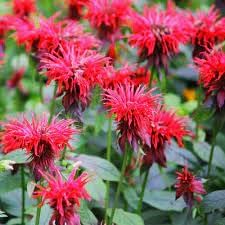 Mondarda Didyma Flower seeds for Planting Garden Favorite Heirloom & GMO Free Seeds for Home Garden 
 
 Sale for planting in home garden
