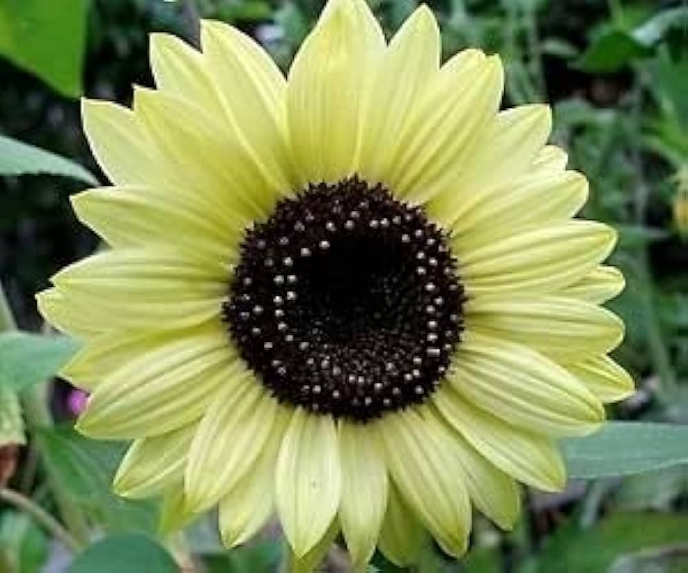 High quality Yellow Lemon SunFlower seeds for Planting Easy to Grow, Heirloom & GMO Free Seeds for Home Garden seeds pack