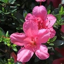 Pink Satsuki Azalea Flower seeds for Planting Vibrant Colors, Heirloom & GMO Free Seeds for Home Garden seeds for planting