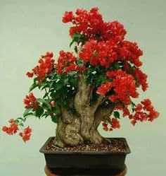 Simsii Bonsai Flower Seeds Planting Red