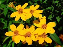 Lemmonii Flower seeds for Planting Bright Blooms, Heirloom & GMO Free Seeds for Home Garden seeds for planting