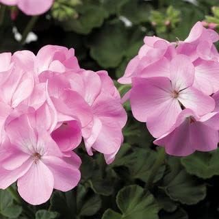 Light Pink Geraniums Flower seeds for Planting Pollinator Friendly, Heirloom & GMO Free Seeds for Home Garden seeds for planting