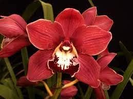 Red Cymbidium Orchid Flower seeds for Planting Drought Tolerant, Heirloom & GMO Free Seeds for Home Garden seeds for planting