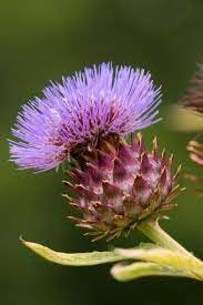 Cynara Flower seeds for Planting Hardy Variety, Heirloom & GMO Free Seeds for Home Garden seeds for planting