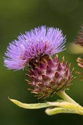 Cynara Flower seeds for Planting Hardy Variety, Heirloom & GMO Free Seeds for Home Garden seeds for planting