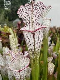 Carnivorous Flower seeds for Planting Garden Favorite, Heirloom & GMO Free Seeds for Home Garden seeds for planting