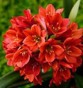 Miniata Flower seeds for Planting Pollinator Friendly, Heirloom & GMO Free Seeds for Home Garden seeds for planting