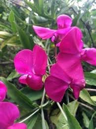 Everlasting Pea Flower seeds for Planting Garden Favorite, Heirloom & GMO Free Seeds for Home Garden seeds for planting